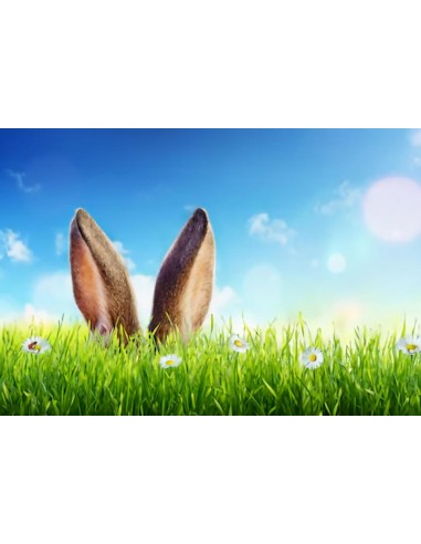 Toile de fond de Lapin de Pâques herbe verte Photo Studio SH087 rembourrage situé sous